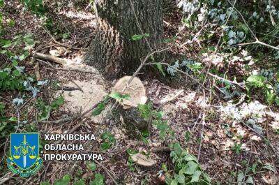 Вырубали дубы и клены: на Харьковщине будут судить «черных лесорубов»