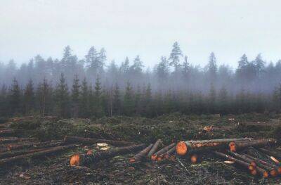Зеленський ввів у дію рішення РНБО про охорону та використання лісів в особливий період