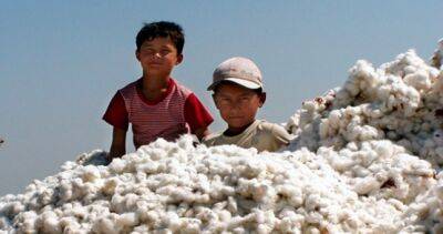 США исключили узбекский хлопок из списка товаров, произведенных при участии детей и подневольных