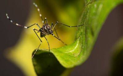 На Кипре обнаружен опасный вид комаров