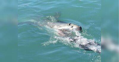 На глибину намагалася не заходити: велика біла акула розірвала жінку на мілководді