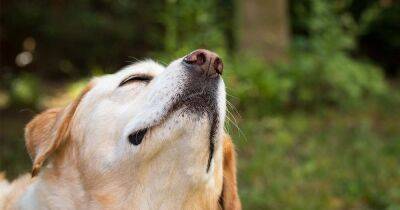 Ученые выяснили, что собаки могут распознавать стресс человека по запаху