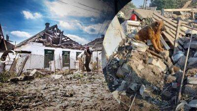 Слез не скрыть: кадры с собакой Крымом на руинах дома, который оккупанты уничтожили в Днепре