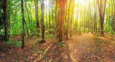 Из-за засухи деревья в гессенских лесах сбрасывают листву раньше
