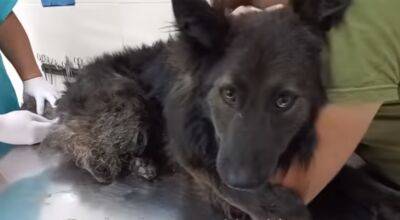 Волонтеры эвакуировали с фронта в Харьков пса, спасенного военным парамедиком (видео)