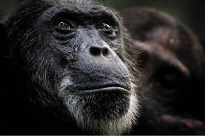 Умерла старейшая шимпанзе Гвинеи — ей был 71 год