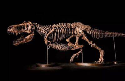 На аукционе Christie’s продадут скелет тираннозавра за 25 миллионов долларов (ФОТО)
