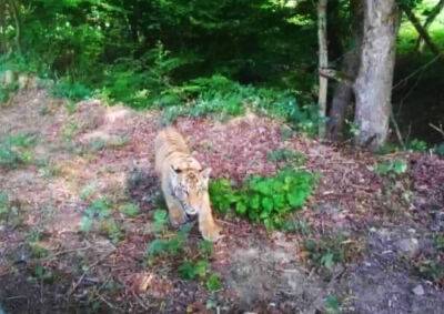 Тигр сбежал из украинского зоопарка в Словакию