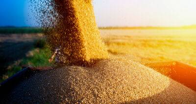В Беларуси убрали более 97 % зерновых