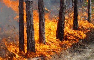 В Полесском радиационно-экологическом заповеднике был лесной пожар - charter97.org - Белоруссия - район Наровлянский