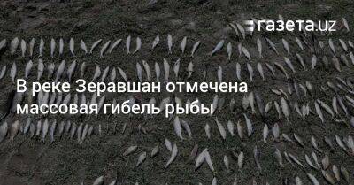 Массовая гибель рыбы отмечена в реке Зеравшан