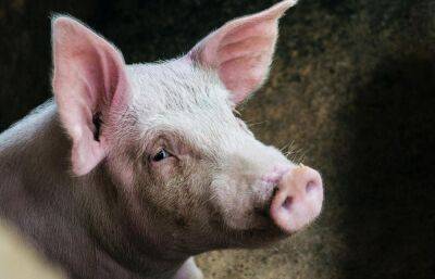 В Тверской области в образцах свинины нашли ДНК вируса африканской чумы свиней