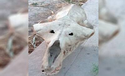 Узбекские археологи обнаружили череп древнего коня, возраст которого оценивается в несколько миллионов лет