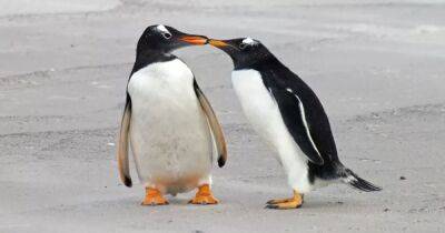 Не так уж романтично. Развенчан миф о моногамии пингвинов — они не прочь сходить налево