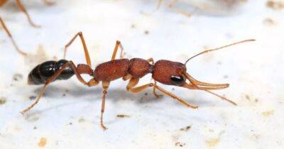 Работа убивает. Ученые выяснили, почему королевы муравьев живут годы, а рабочие — лишь месяцы