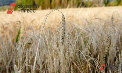 На полях Омской области собрали рекордное количество зерна