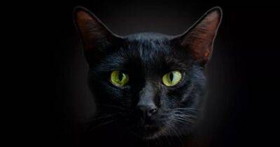 Могут ли кошки действительно видеть в темноте: что говорят ученые