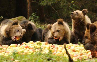 Медвежат за «яблочной трапезой» показали специалисты Центра Пажетновых в Тверской области