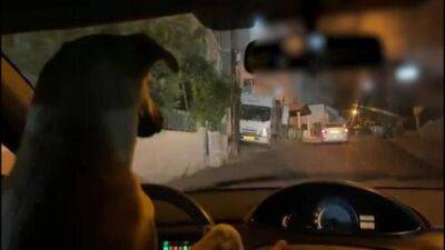 Видео: водитель заснял своего пса за рулем - и был задержан полицией