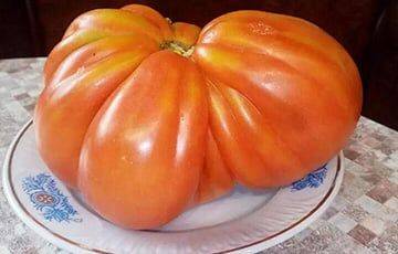 Жительница Горок вырастила гигантские помидоры и лук - charter97.org - Белоруссия - район Лунинецкий