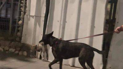 Видео: житель Бат-Яма гулял с собакой, в пасти которой - мертвый котенок