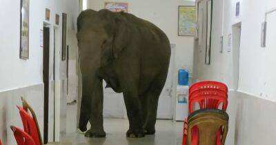 Три диких слона прогулялись по больнице в Индии, один застрял в дверях (фото, видео)