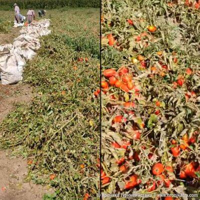 В Ашхабаде растут цены на овощи, а арендаторов заставляют уничтожать кусты несозревших томатов, чтобы засеять пшеницу