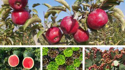 Арбуз без воды, съедобные кактусы: новые овощи и фрукты представили в Израиле