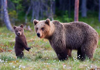 В Чехии заметили медведицу с медвежонком