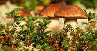 В українських Карпатах виявили гриб неймовірних розмірів (фото)