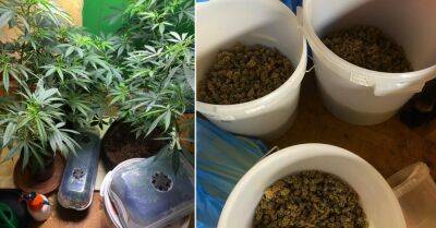 ФОТО: полиция нашла в Риге и Рое минифермы, где выращивали марихуану