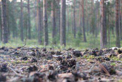 Житель Тверской области нарубил в соседнем регионе леса на 2,5 млн рублей
