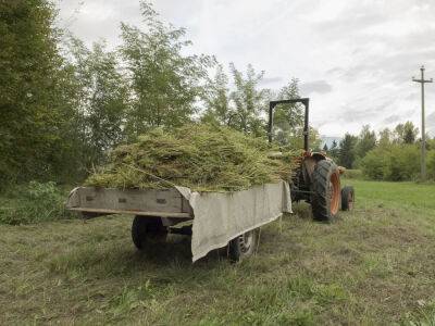 В Украине откроют парк технической конопли – глава Ровенской ОВА