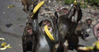 Нашествие обезьян: в Индии стая из 100 животных столкнула мужчину с крыши