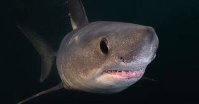 Океаническая дуэль. Сверх редкие "призрачные" акулы сцепились у берегов Род-Айленда (видео)