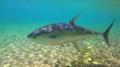 Видео: золотой тунец впервые приплыл к берегам Эйлата