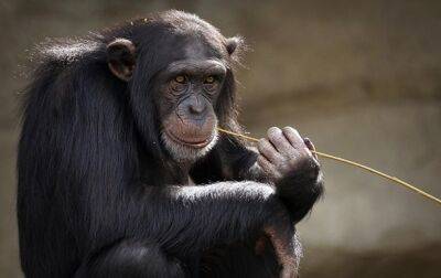 Шимпанзе имеют собственные соцсети - ученые