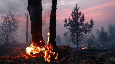 В России перестали публиковать полные данные о лесных пожарах