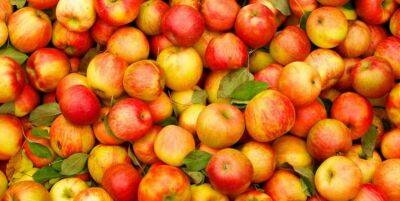 Зв'язок вживання яблук із рівнем холестерину довели вчені