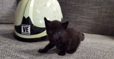 Вентспилс: пожарные выбрали имя для спасенного котенка
