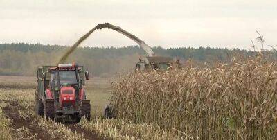 В Беларуси ожидают рекордный урожай в 10,5-11 миллионов тонн зерновых и зернобобовых