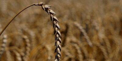 В правительстве сообщили, что Украина ежемесячно увеличивает экспорт зерна на 20−30%
