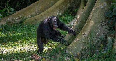 Цукерберг отдыхает. У шимпанзе есть собственные социальные сети из деревьев и "морзянки"