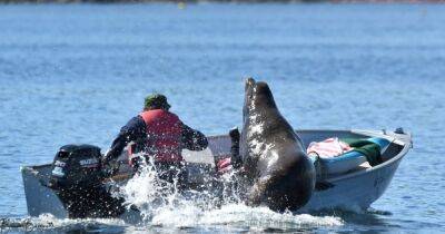 В Канаде морской лев прыгнул в лодку рыбака, спасаясь от китов-убийц (фото, видео)