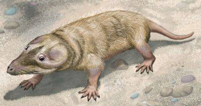 Найдавнішого ссавця віком 225 млн років виявили в Бразилії