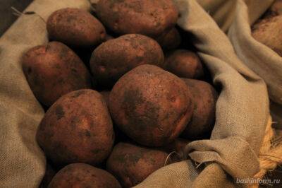 Как не допустить на участке появление вредителя картофеля – проволочника
