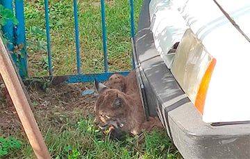 У рыси, напавшей на дачников в Могилевском районе, подтвердился диагноз «бешенство» - charter97.org - Белоруссия - район Могилевский