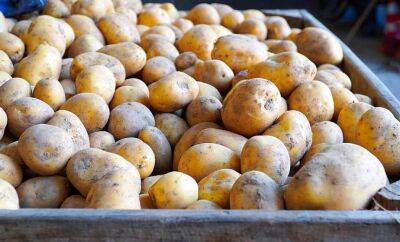 Картофеля будет в достатке. Урожайность картофеля в Гродненской области на 19 ц/га превысила прошлогодний уровень