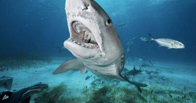 В Калифорнии рыбак перепутал большую белую акулу с подводной лодкой (видео)