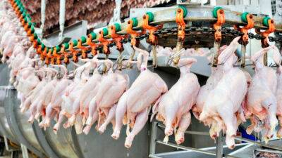 У Франції просять ЄС не продовжувати скасування мит для України через різкий стрибок імпорту курятини